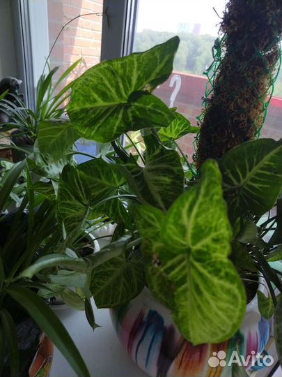 Хлорофитум