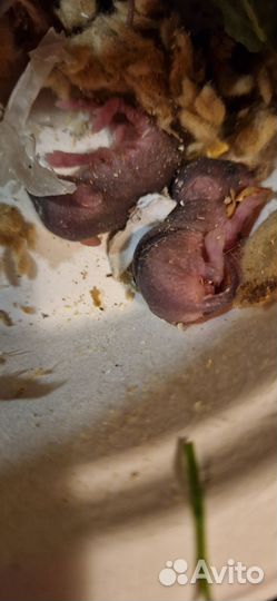 Заберите мышек диких