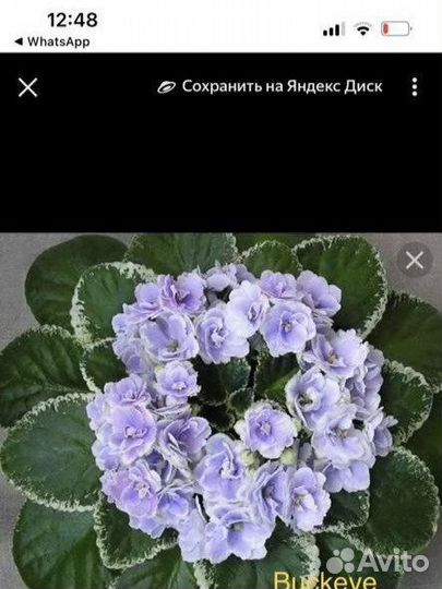 Фиалки детки