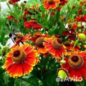 Многолетники,цена разная