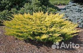 Можжевельник