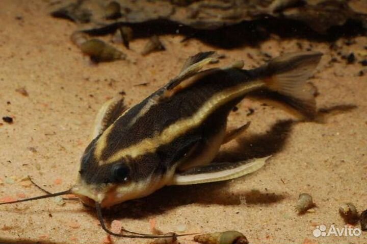 Платидорас - поющий сом