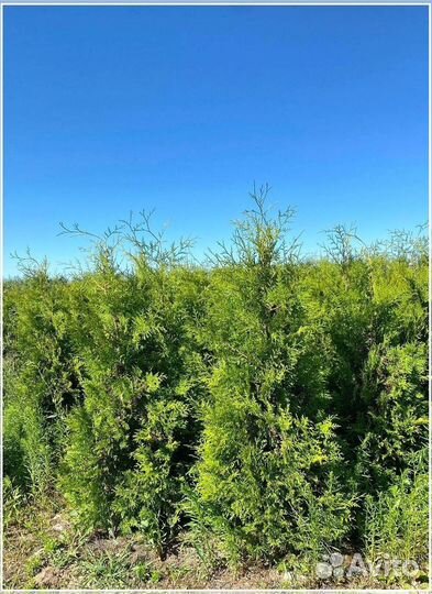 Туя Брабант ком, с доставкой