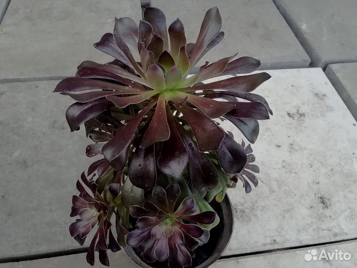 Продаю срезы эониума