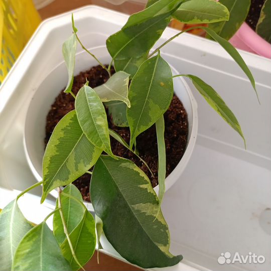 Фикус Бенджамина