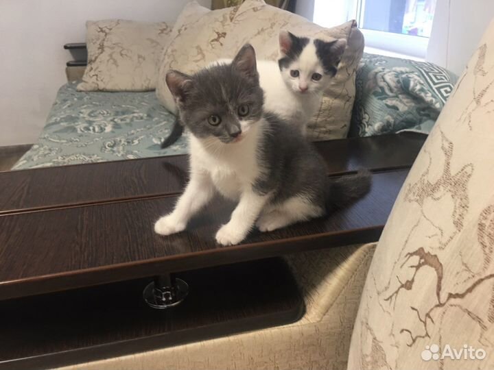 Шотландские котята в добрые руки бесплатно