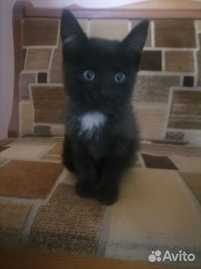 Отдам котенка в добрые руки