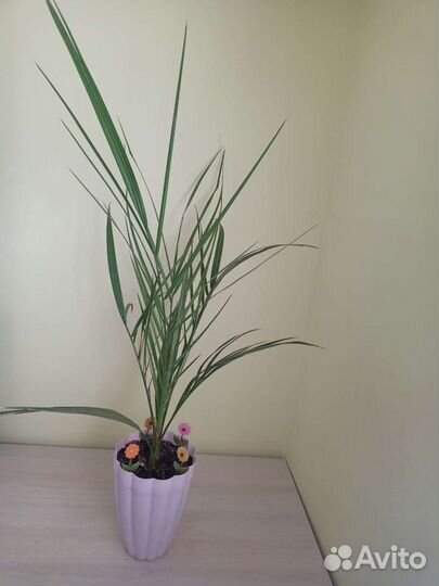 Финиковая пальма