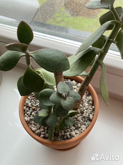 Крассула толстянка денежное дерево