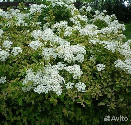 Спирея Рейнбоу