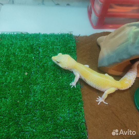 Ящерица эублефар