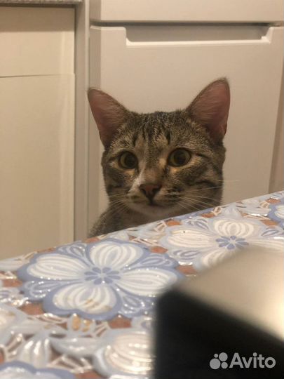 Котик Сема отказник