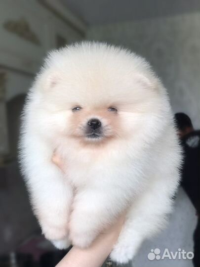 Померанский шпиц мини