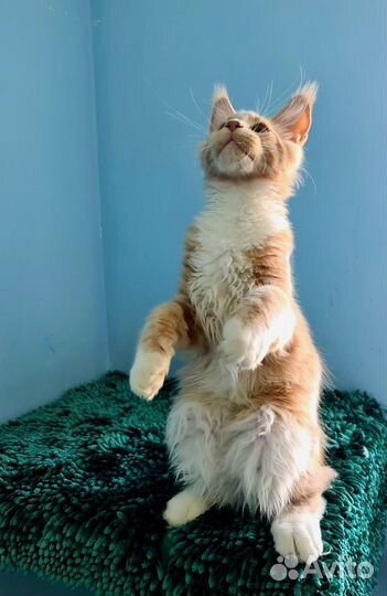 Кистявый красавчик