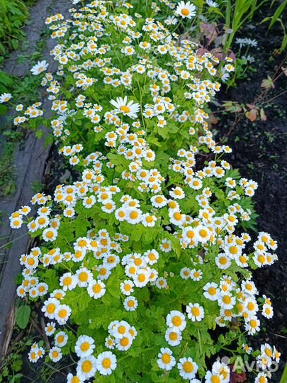 Многолетники