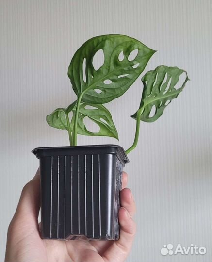 Монстера Адансона (Monstera adansonii)