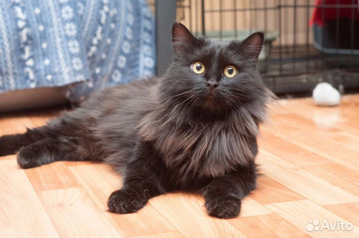 Роскошная кошечка в поисках дома