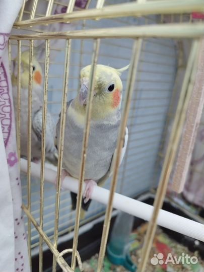 Попугай корелла мальчик