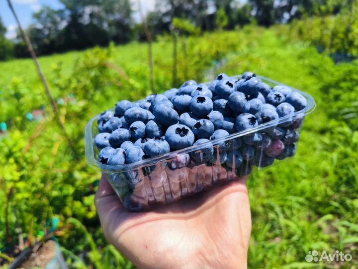 Лотки для малины глубики