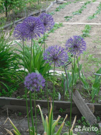 Садовые цветы и растения