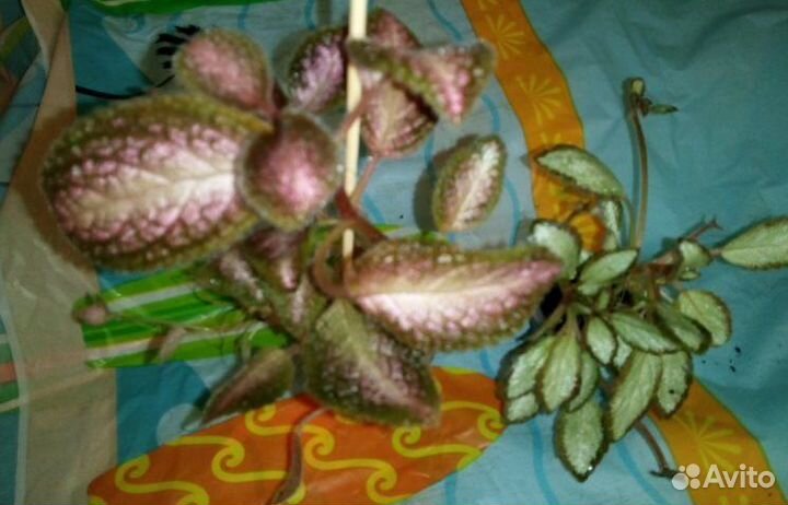 Излишки эписции