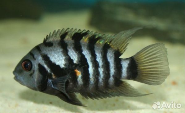 Цихлиды мальки