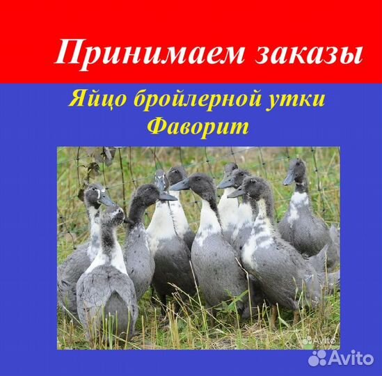 Яйцо бройлерной утки Фаворит голубой в наличии
