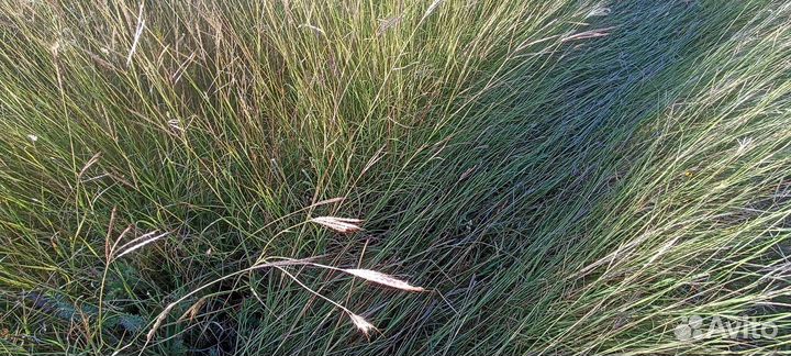 Сено луговое в тюках