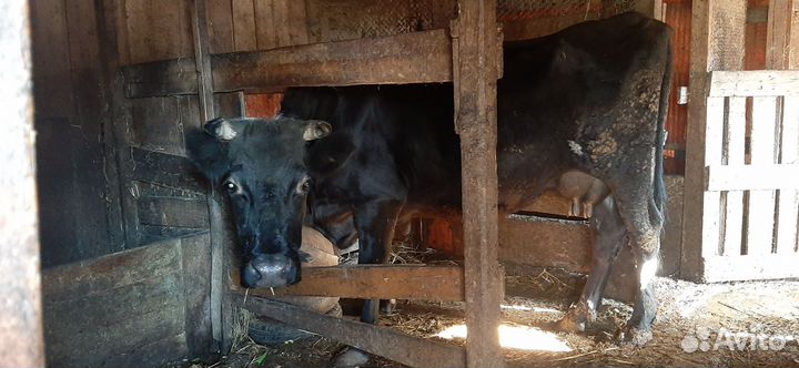 Продаётся корова