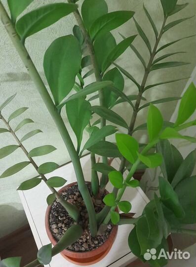 Замиокулькас цветок