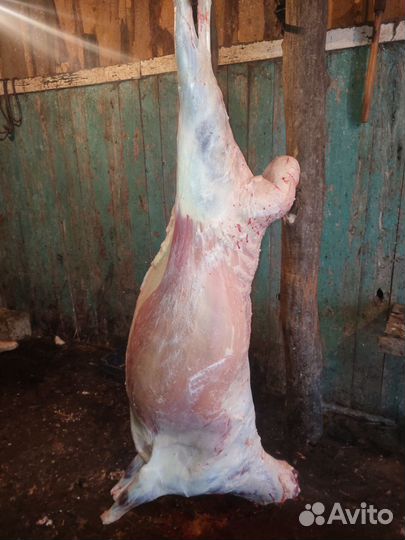 Мясо баранина и говядина Халял