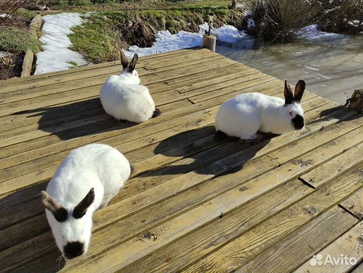 Самки калифорнийца