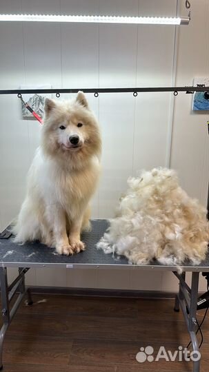 Грумер. Стрижка, вычес, мытье собак/кошек. Скидки