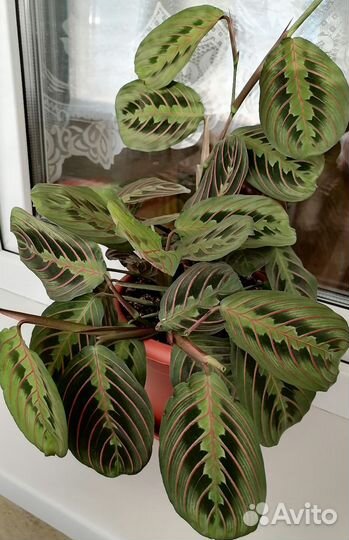 Маранта Фасцинатор триколор