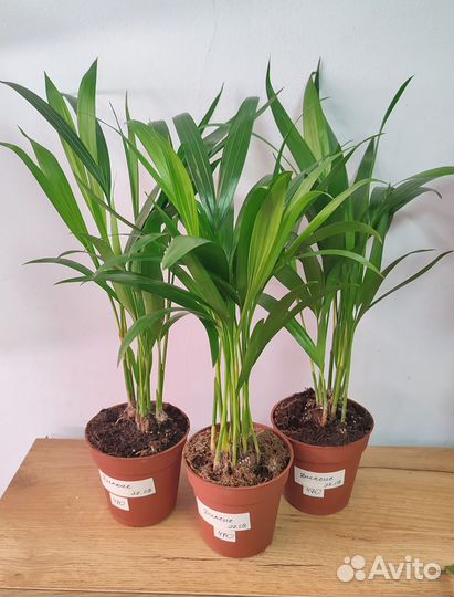 Пальма арека дипсис