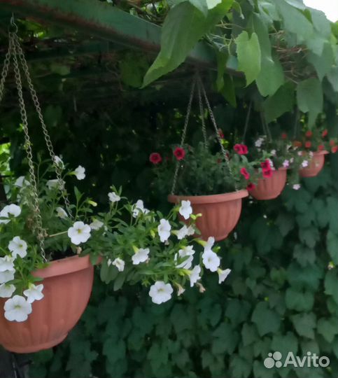 Катарантус семена