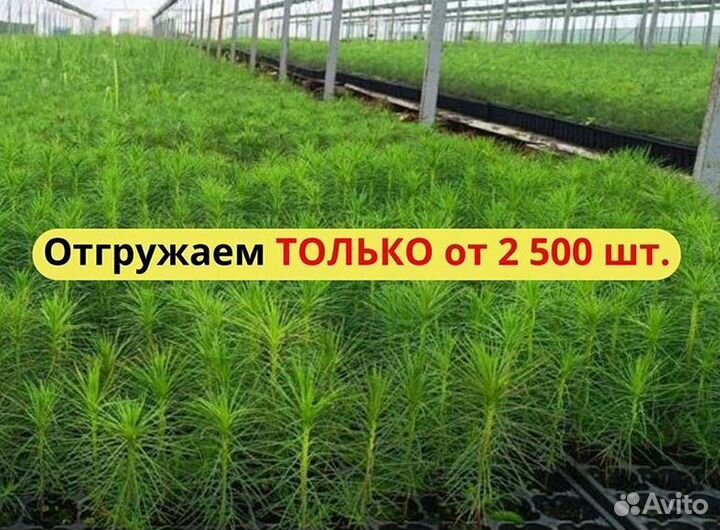 Сеянцы сосны зкс от производителя