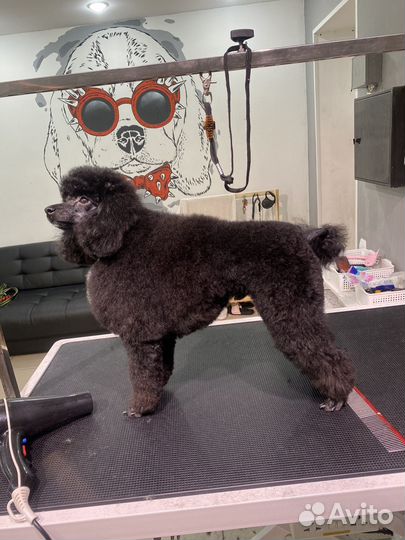 Услуги грумера