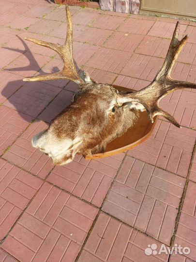 Чучело головы лося