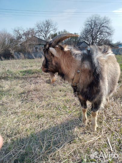 Козёл 6 месяцев
