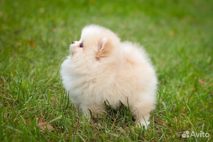 Купить шпица