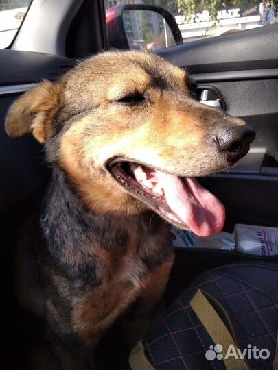 Собака в добрые руки 3 года