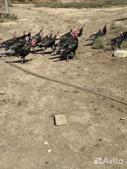 Индюки домашние