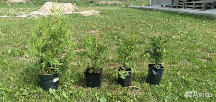 Туя западная и восточная