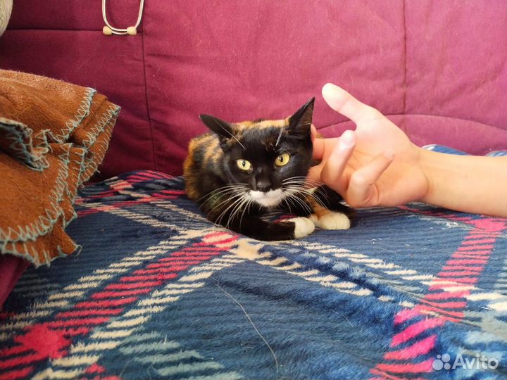 Котёнок Веснушка