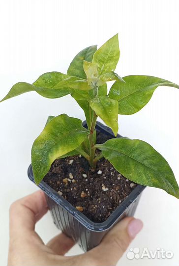 Вербейник Ландышевый саженцы