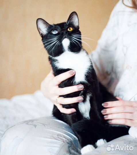 Кот Пират в добрые руки