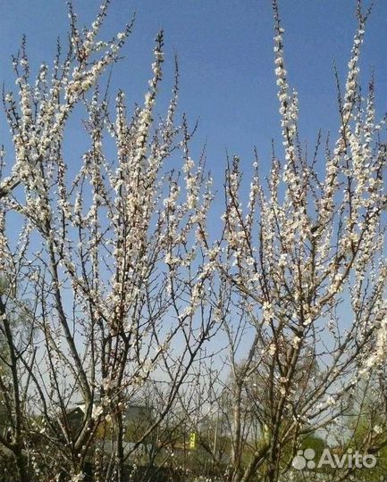 Саженцы абрикос