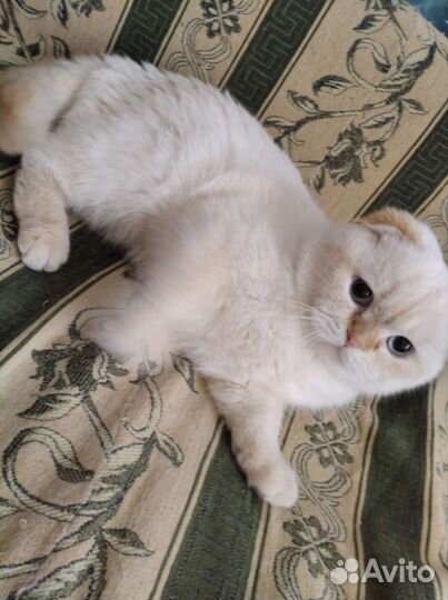 Шотландский кот вязка