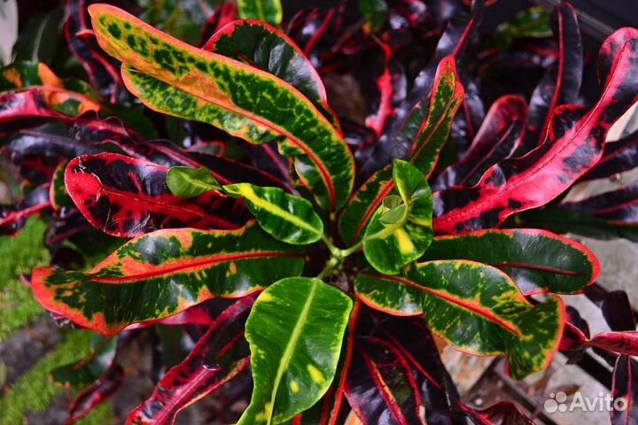 Кодиеум кротон